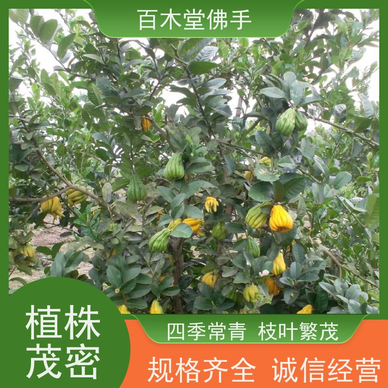 百木堂 广 安佛手苗 观赏植物 附加值高 生长迅速