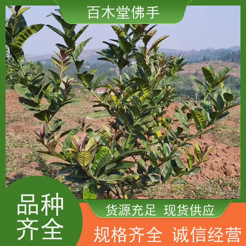 百木堂 广佛手苗批发 生长迅速 品种齐全 植株茂密 用途广泛
