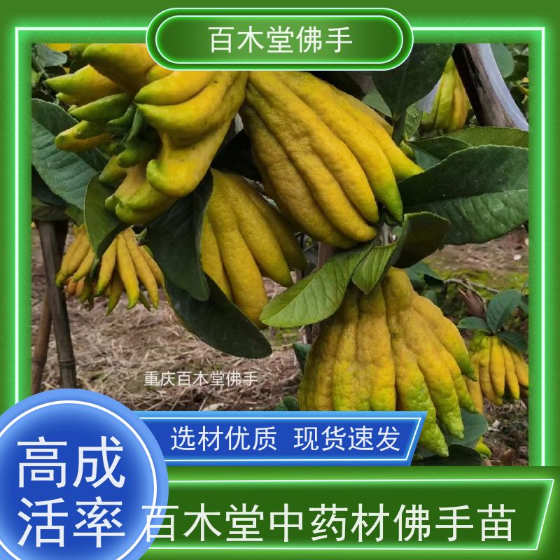 百木堂 广佛手苗技术 生长迅速 品种齐全 用于室内外盆景