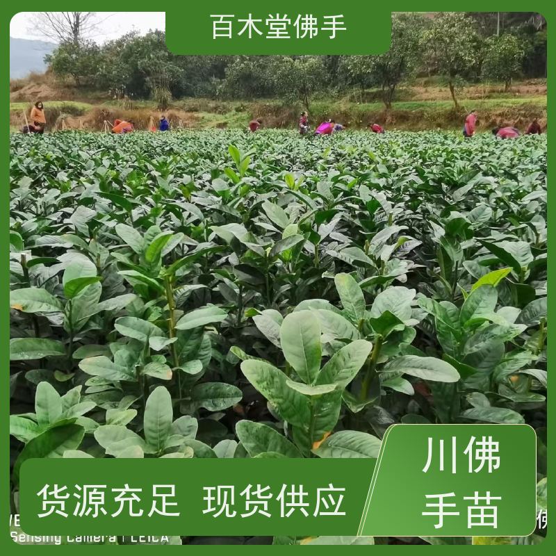 百木堂 梁 平佛手苗 造型优美 易成活 中药材种植基地 