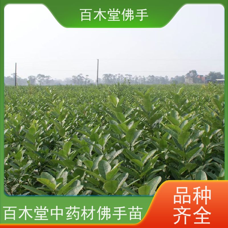 百木堂 佛手苗出售 园林景区栽植 中药材种植基地 