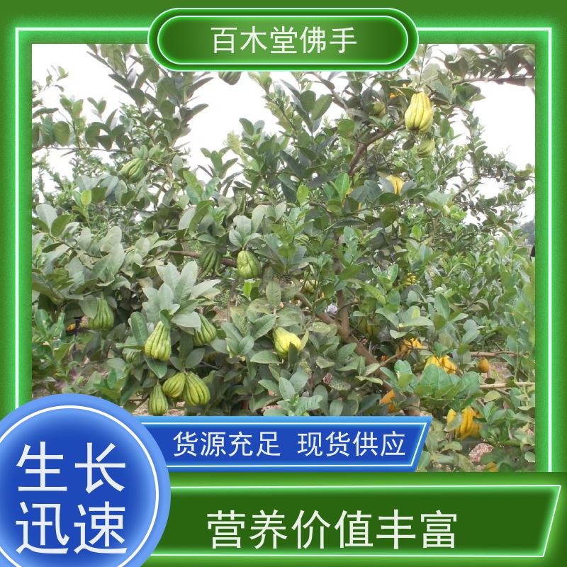 百木堂 佛手种植技术 适用性强 规格齐全 用于庭院装饰