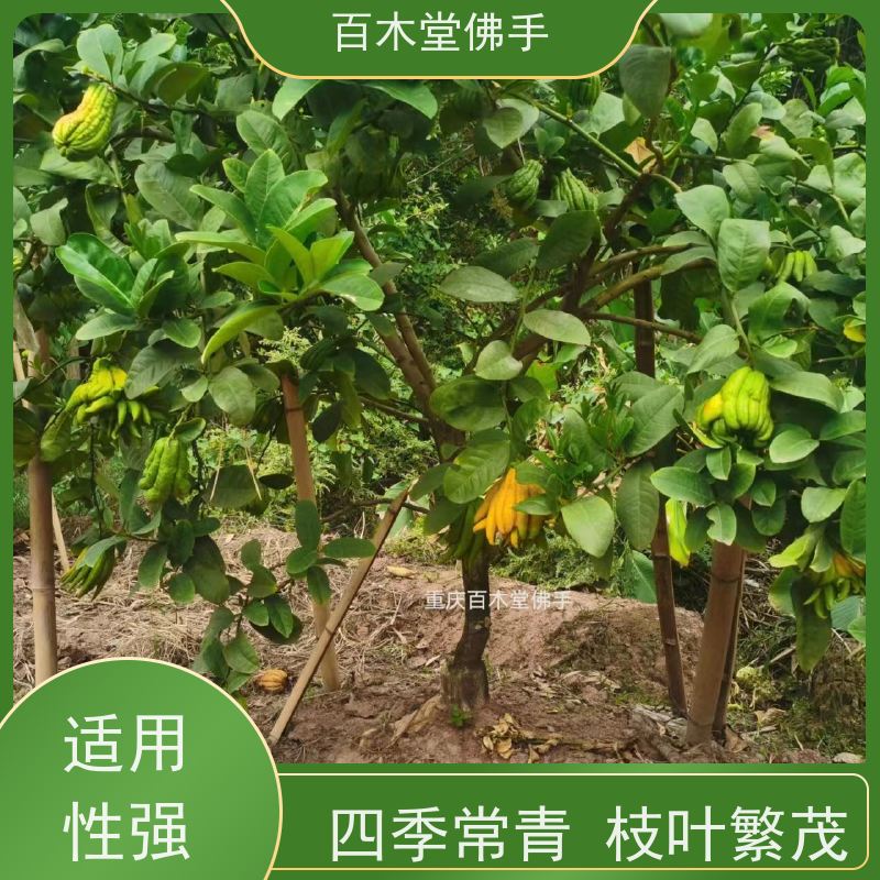 百木堂 川佛手苗技术 生长迅速 品种齐全 用于室内外盆景