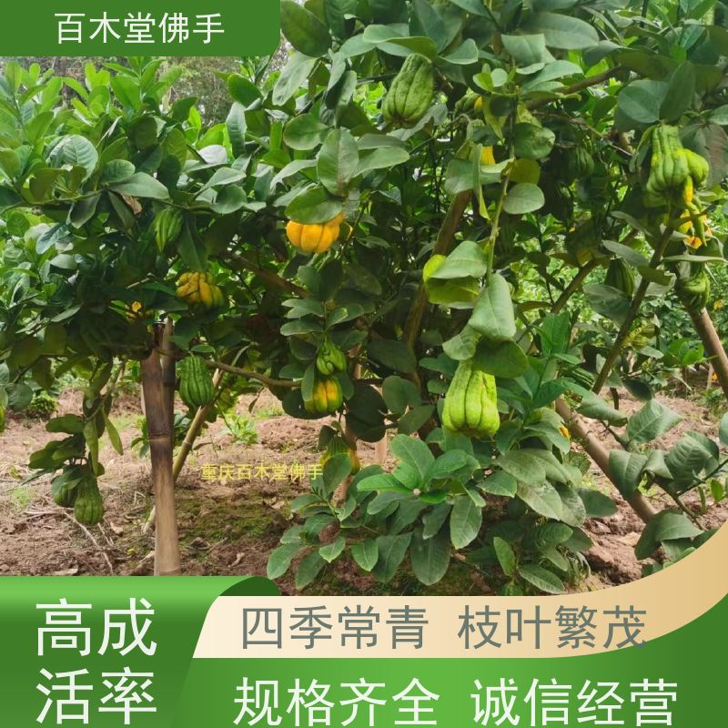 百木堂 佛手种植技术 枝叶紧密 美丽多姿 用于庭院装饰