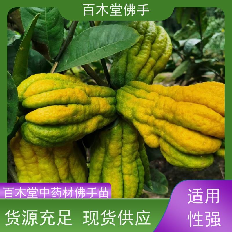 百木堂 自 贡佛手 植株茂密 生长迅速 中药材种植基地 