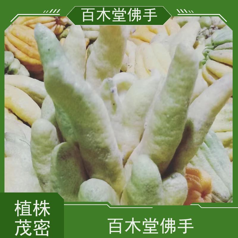 百木堂 宜 宾佛手 植株茂密 生长迅速 道路绿化行道苗