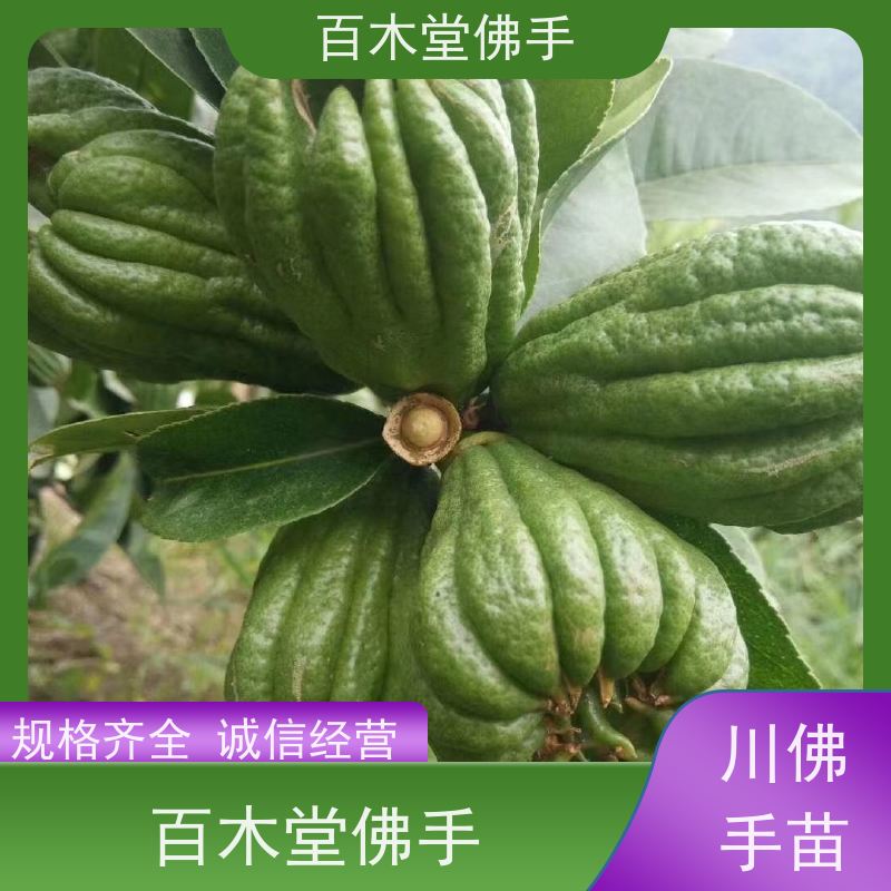 百木堂 巴 中佛手 适用性强 规格齐全 城市景观绿化树 