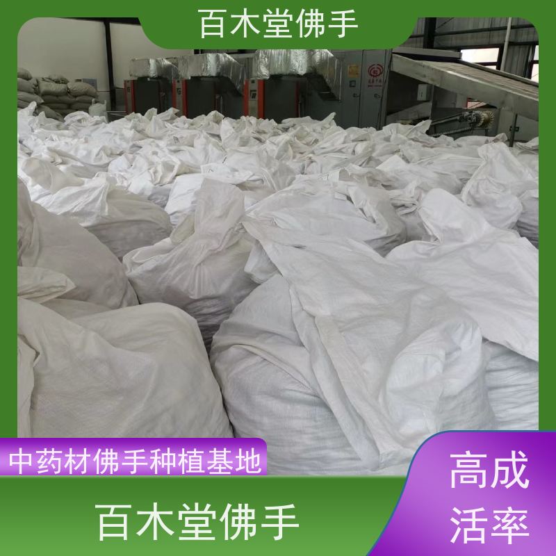 百木堂 绵 阳佛手 观赏植物 附加值高 种苗基地直供