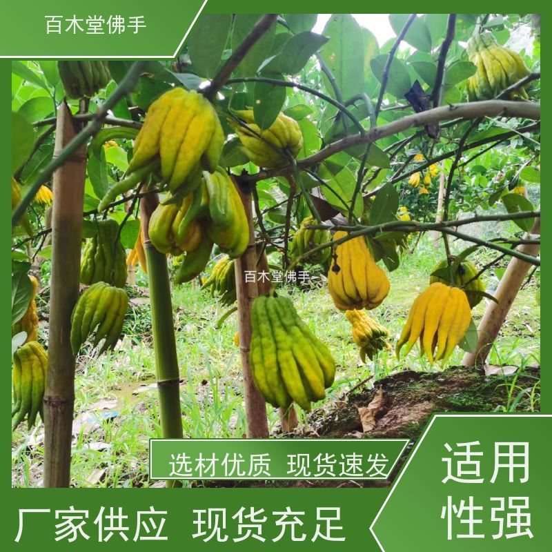 百木堂 自 贡佛手 枝叶紧密 美丽多姿 用于室内外盆景