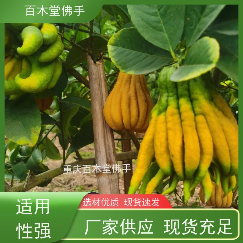 百木堂 梁 平佛手 树形丰富 成活率高 中药材种植基地 