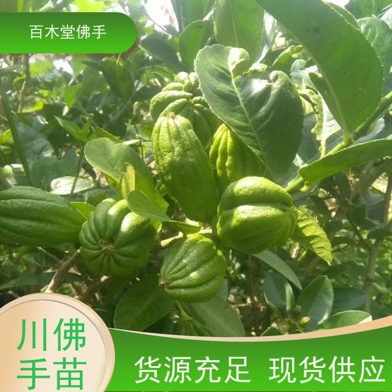 百木堂 金佛手基地 树形丰富 成活率高 生长迅速