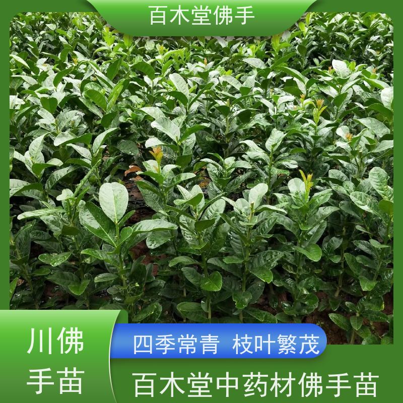 百木堂 南 充佛手基地 高成活率 较耐干旱 品种齐全