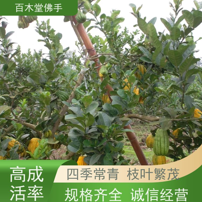 百木堂 四 川佛手基地 高成活率 较耐干旱 生长迅速