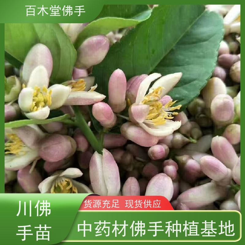 百木堂 梁 平佛手基地 适用性强 规格齐全 用于室内外盆景