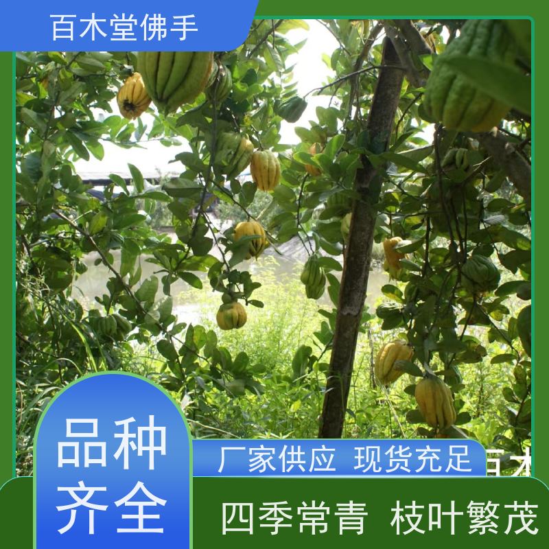 百木堂 金佛手基地 枝叶紧密 美丽多姿 植株茂密