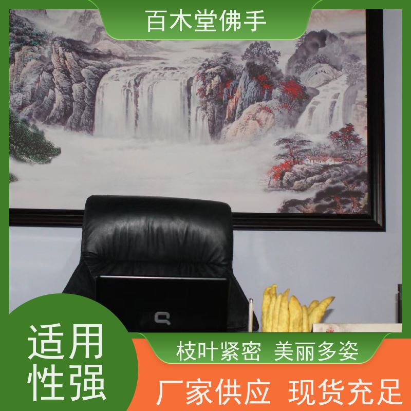 百木堂 沙 湾佛手批发 道路绿化行道苗 品种齐全