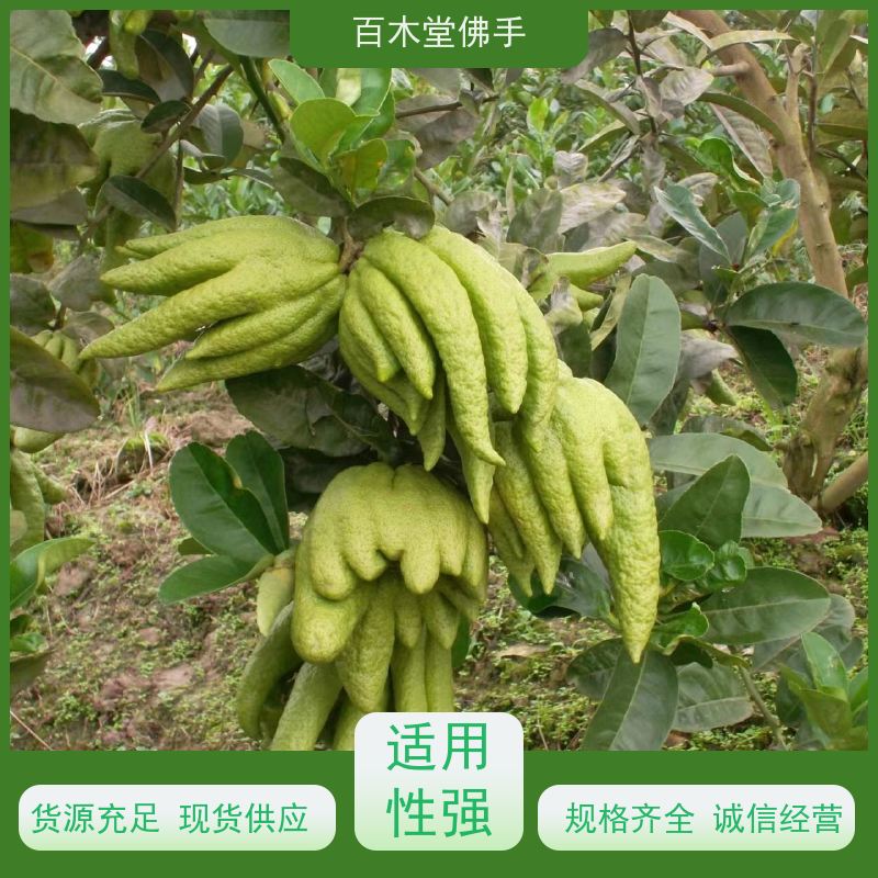 百木堂 乐 山佛手批发 道路绿化行道苗 用于室内外盆景