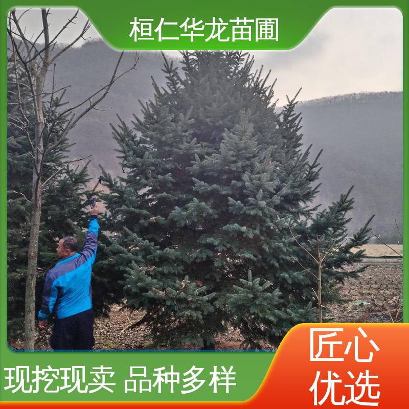 华龙苗圃 基地批发 常绿乔木 大量供应 粗枝云杉