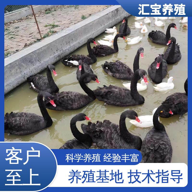 汇宝养殖 品种纯正 一年青年黑天鹅 成长速度快 一窝多只 实地引种考察
