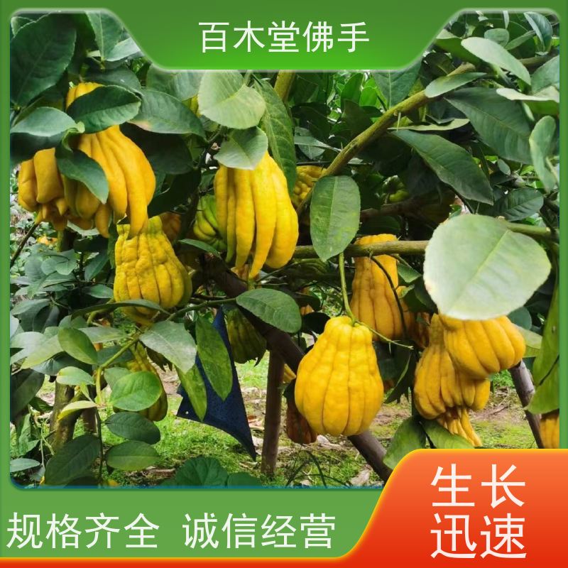 百木堂 乐山佛手苗 适用性强 规格齐全 道路绿化行道苗