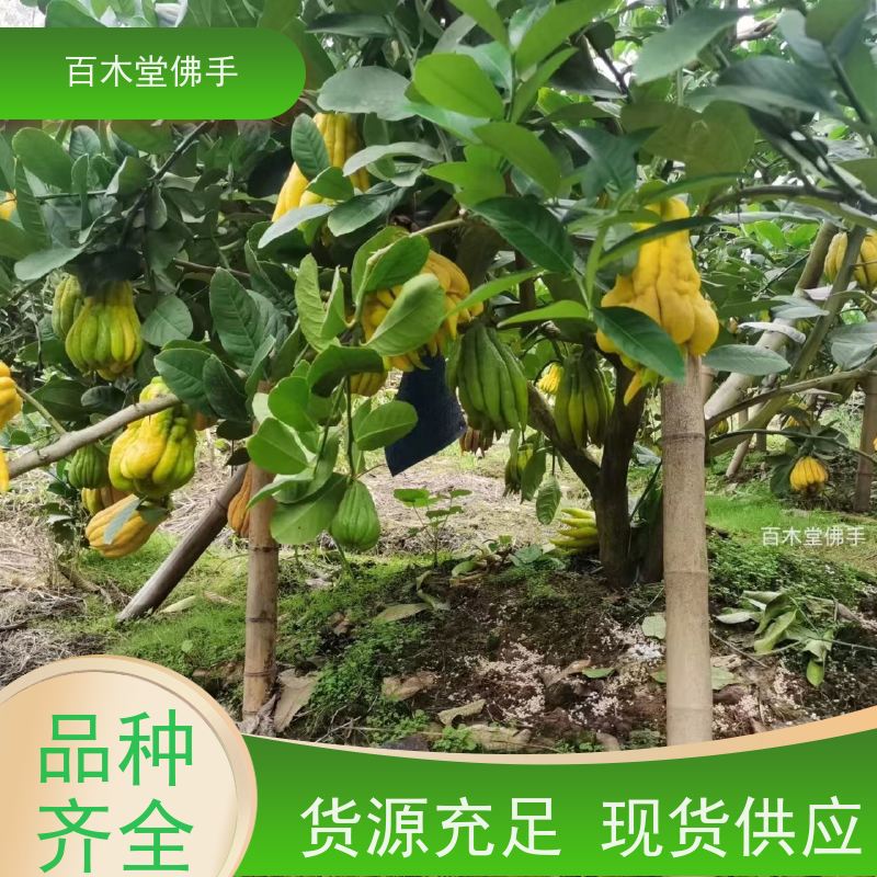 百木堂 南充佛手苗 树形丰富 成活率高 中药材种植基地 