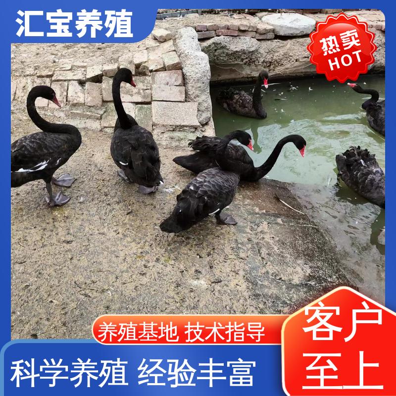 汇宝养殖 高端品种 成年黑天鹅活体 抗病能力强 包回收包健康