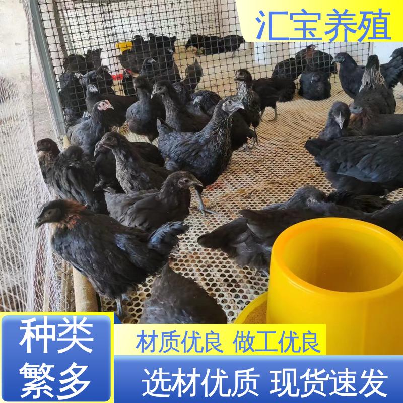 汇宝养殖 绿壳蛋鸡鸡苗 饲养简单 做种繁殖 淘汰回收