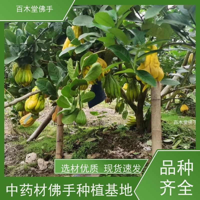 百木堂 佛手柑苗 高成活率 较耐干旱 城市景观绿化树 