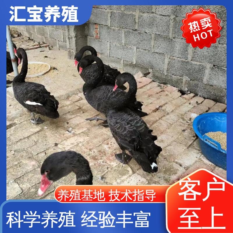 汇宝养殖 高端品种 公园黑天鹅 抗病能力强 包回收包健康