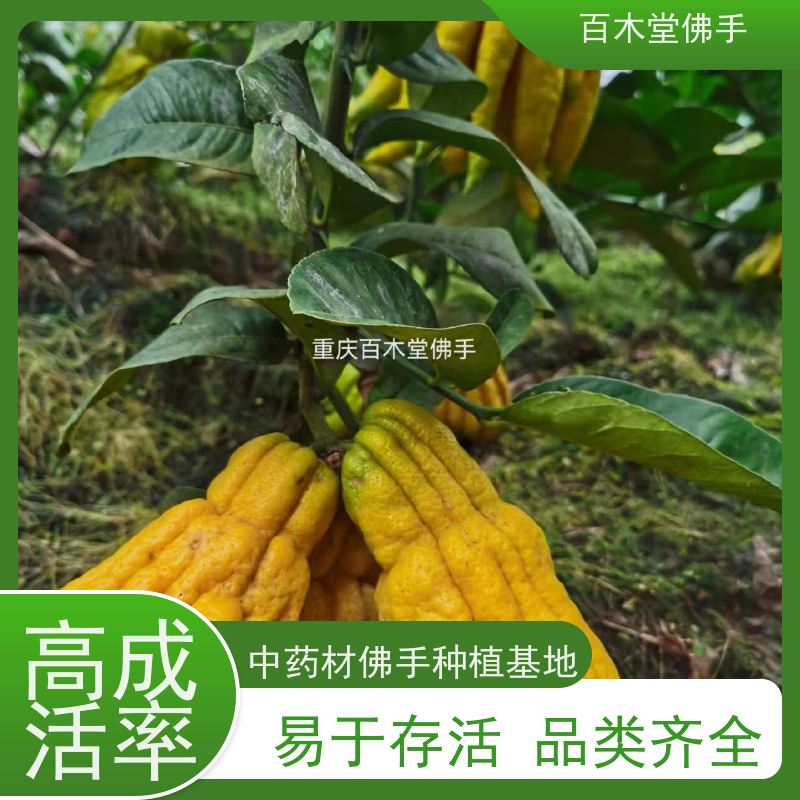 百木堂 佛手苗 适用性强 规格齐全 园林景区栽植