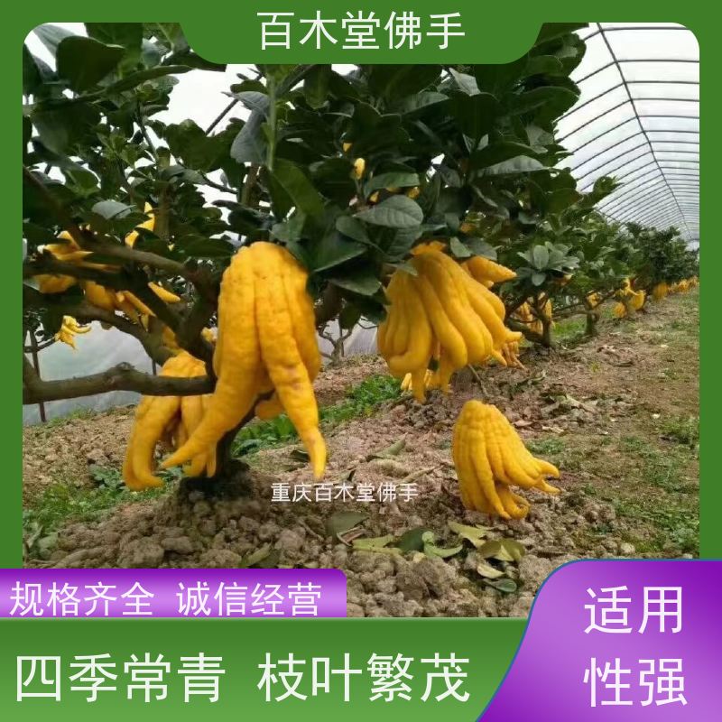 百木堂 佛手苗批发 适用性强 规格齐全 种苗基地直供