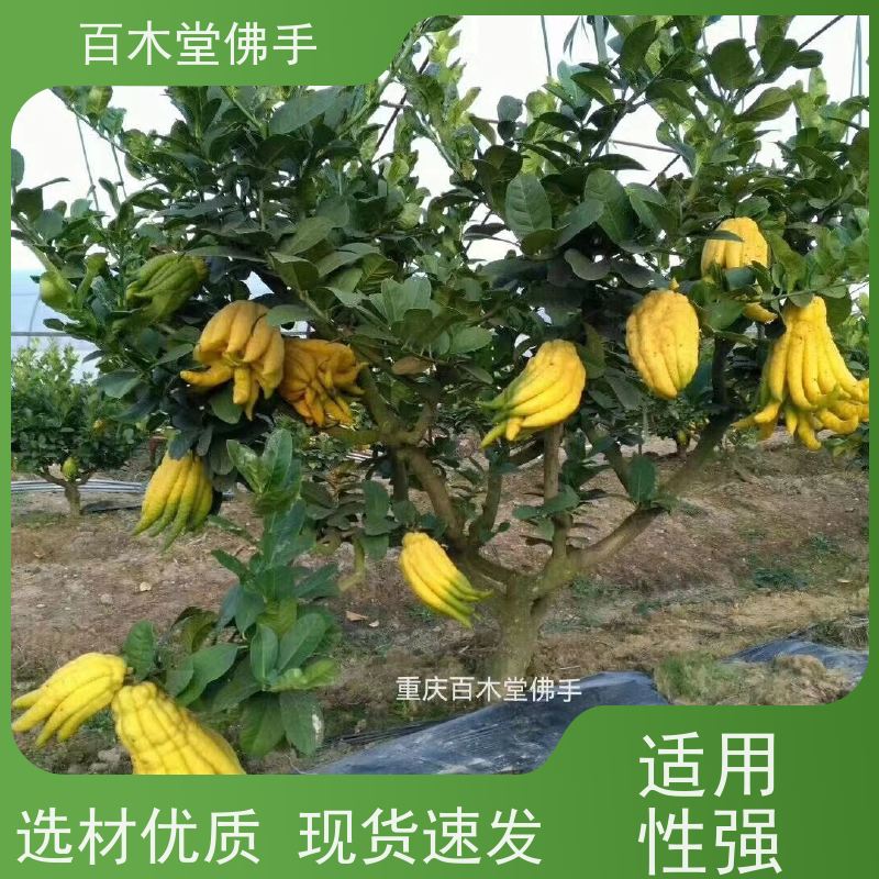 百木堂 南充佛手苗 产量高 用途广泛 种苗基地直供