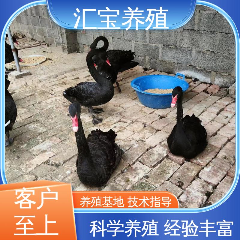 汇宝养殖 品种纯正 观赏黑天鹅 抗病能力强 不易生病