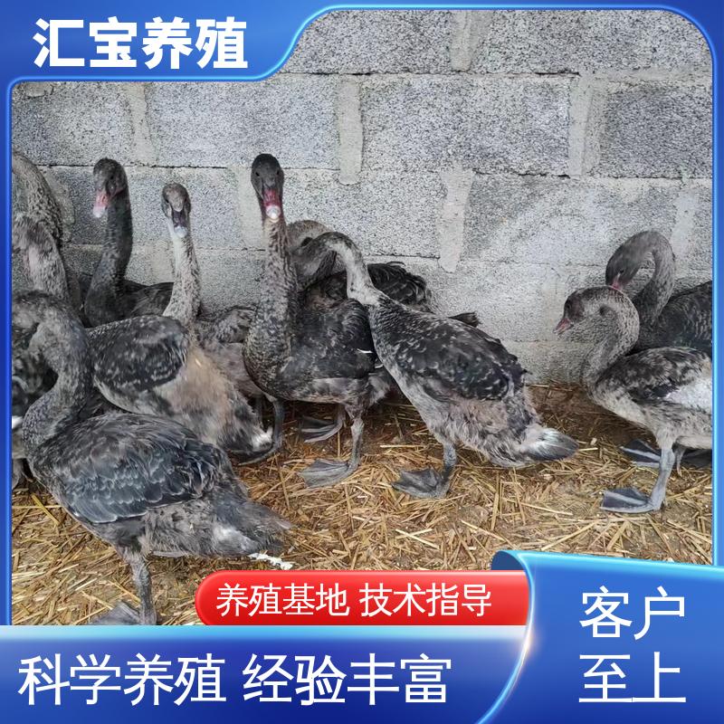 汇宝养殖 品种纯正 一年青年黑天鹅 抗病能力强 实地引种考察