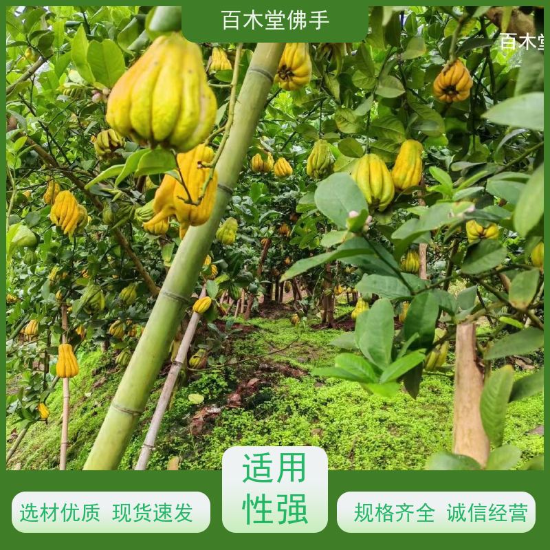 百木堂 良 种佛手苗 产量高 用途广泛 道路绿化行道苗