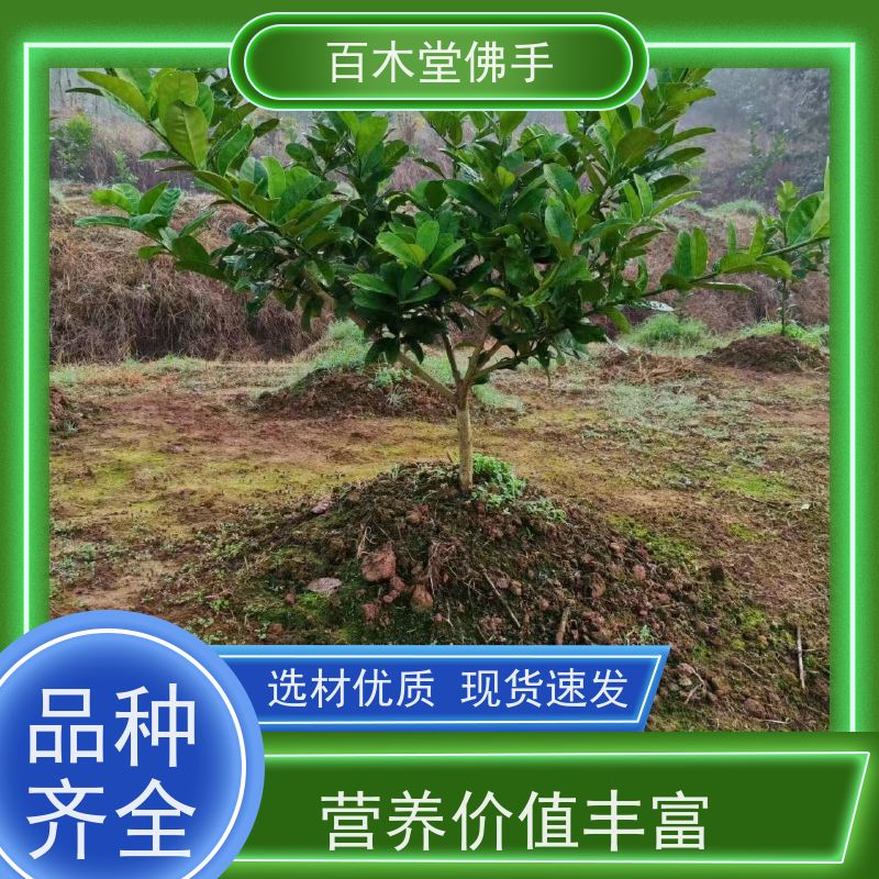 百木堂 南 充佛手苗 观赏植物 附加值高 中药材种植基地 
