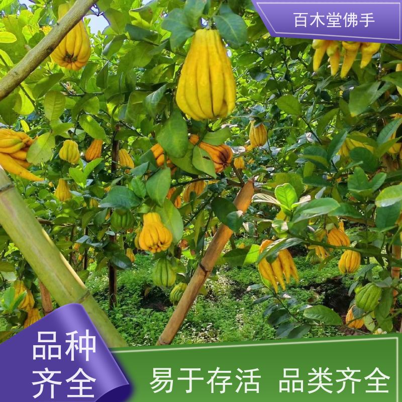 百木堂 眉 山佛手苗 高成活率 较耐干旱 种苗基地直供