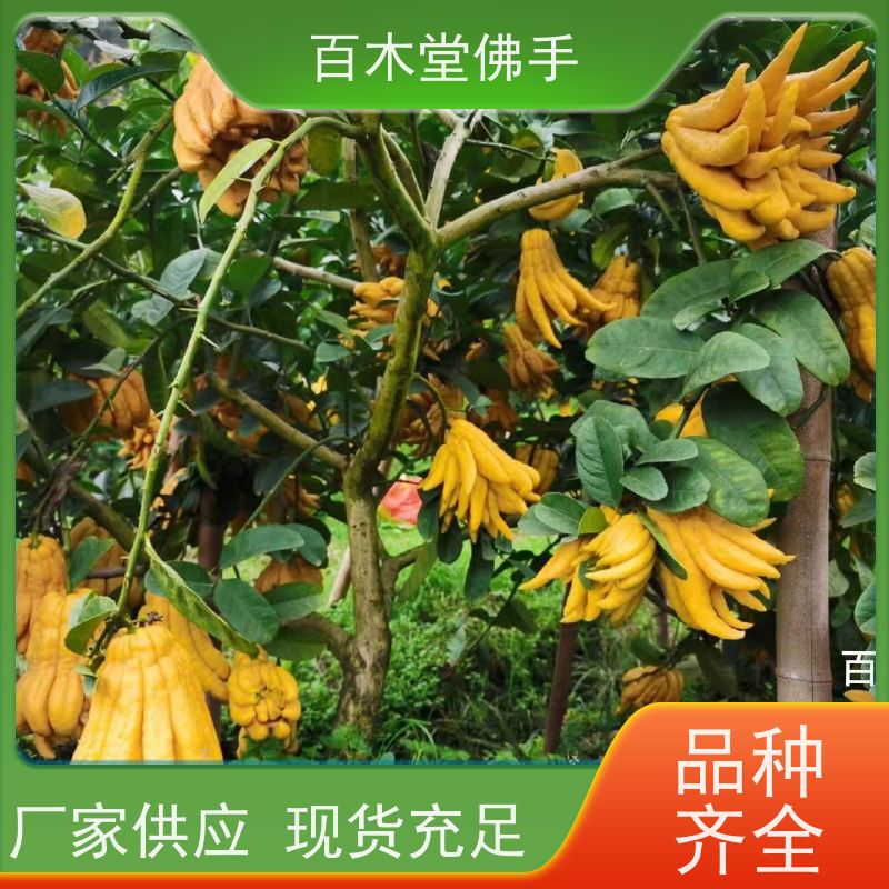 百木堂 合 江佛手苗 高成活率 较耐干旱 中药材种植基地 