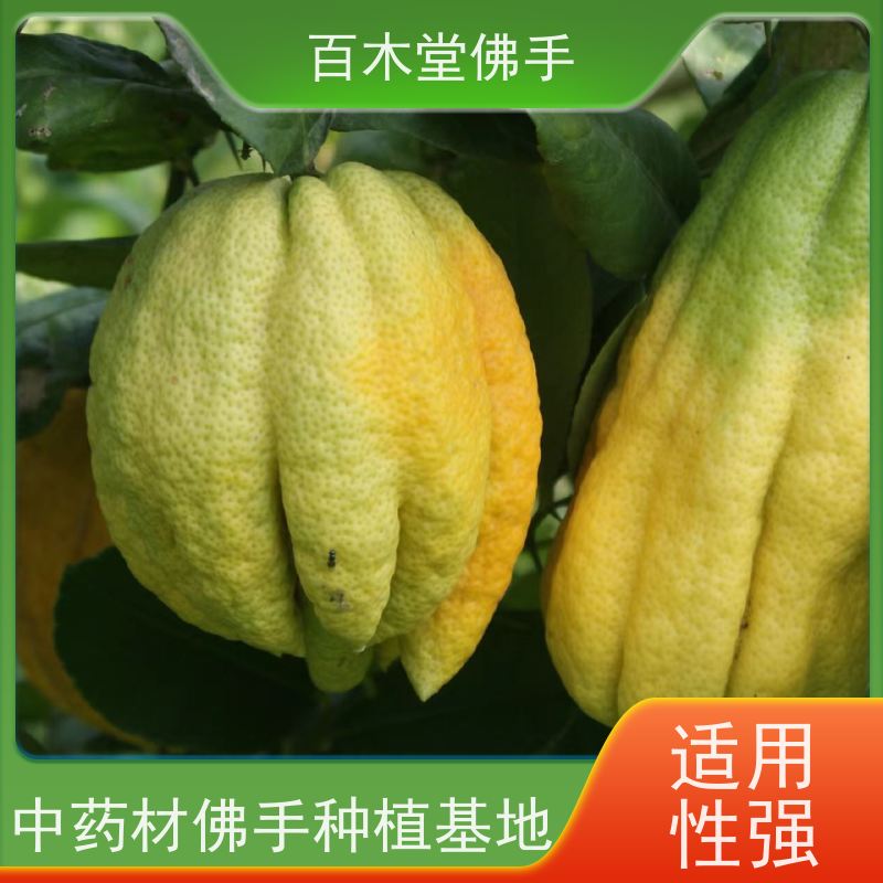 百木堂 万 州佛手苗 观赏植物 附加值高 生长迅速