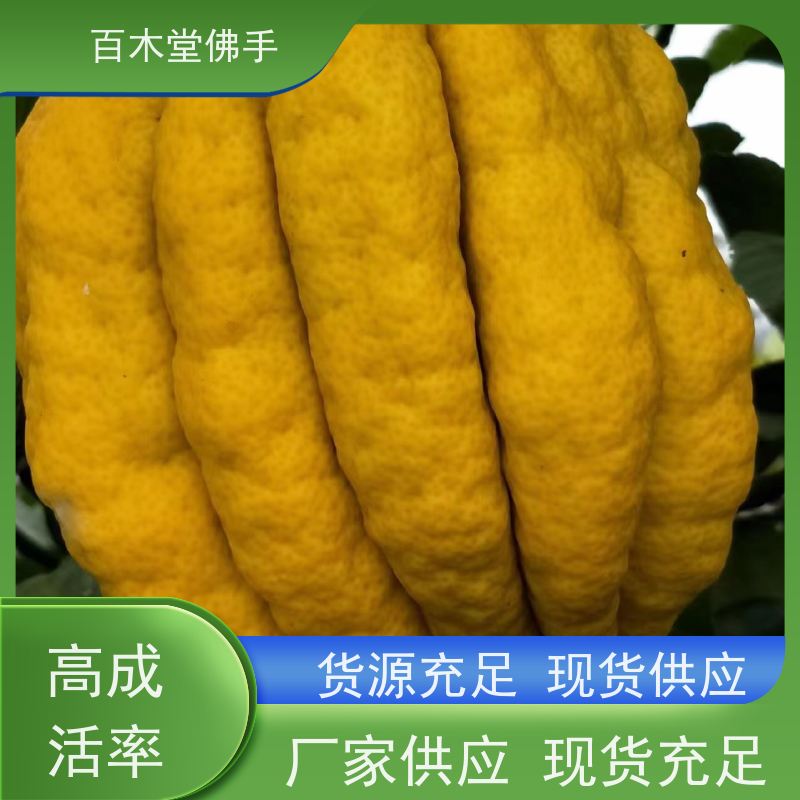 百木堂 沪 州佛手苗 城市景观绿化树 中药材种植基地 