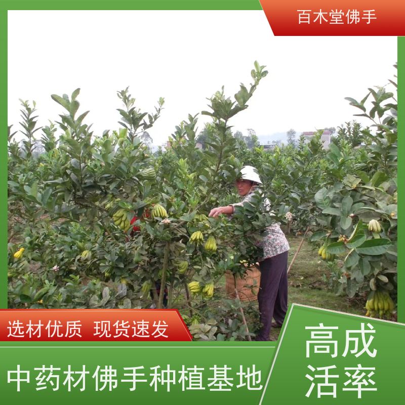 百木堂 宜 宾佛手苗 枝叶紧密 美丽多姿 中药材种植基地 