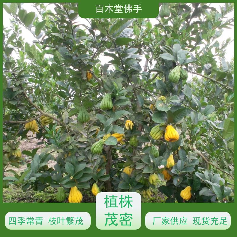 百木堂 宜 宾佛手苗 生长环境适应性强 种苗基地直供 