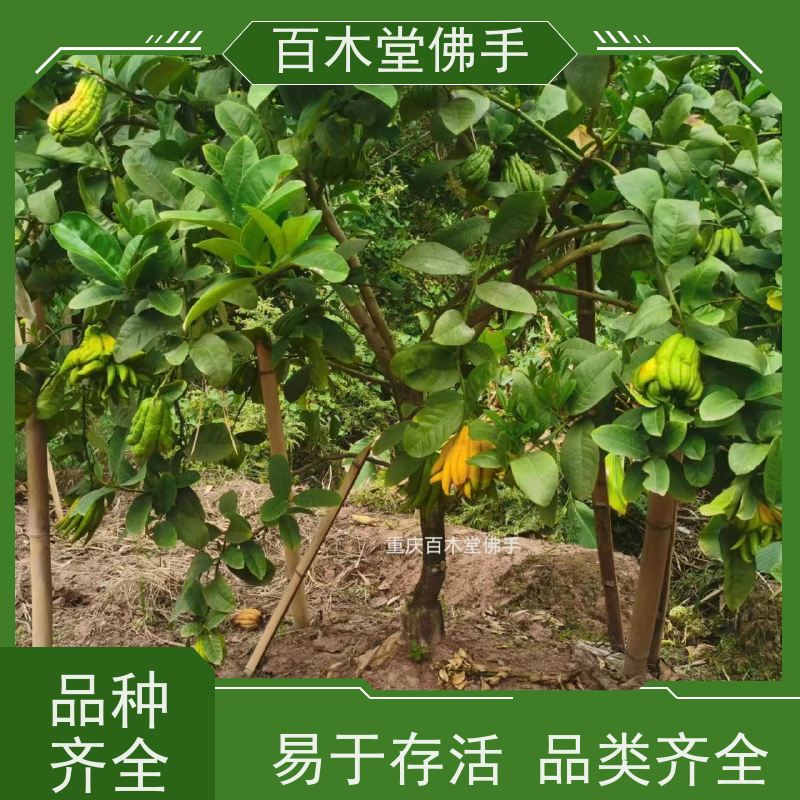百木堂 万 州佛手苗 生长环境适应性强 种苗基地直供 