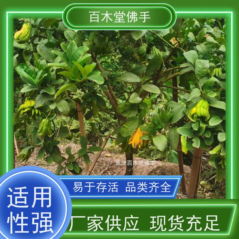 百木堂 铜 梁佛手苗 枝叶紧密 美丽多姿 种苗基地直供 