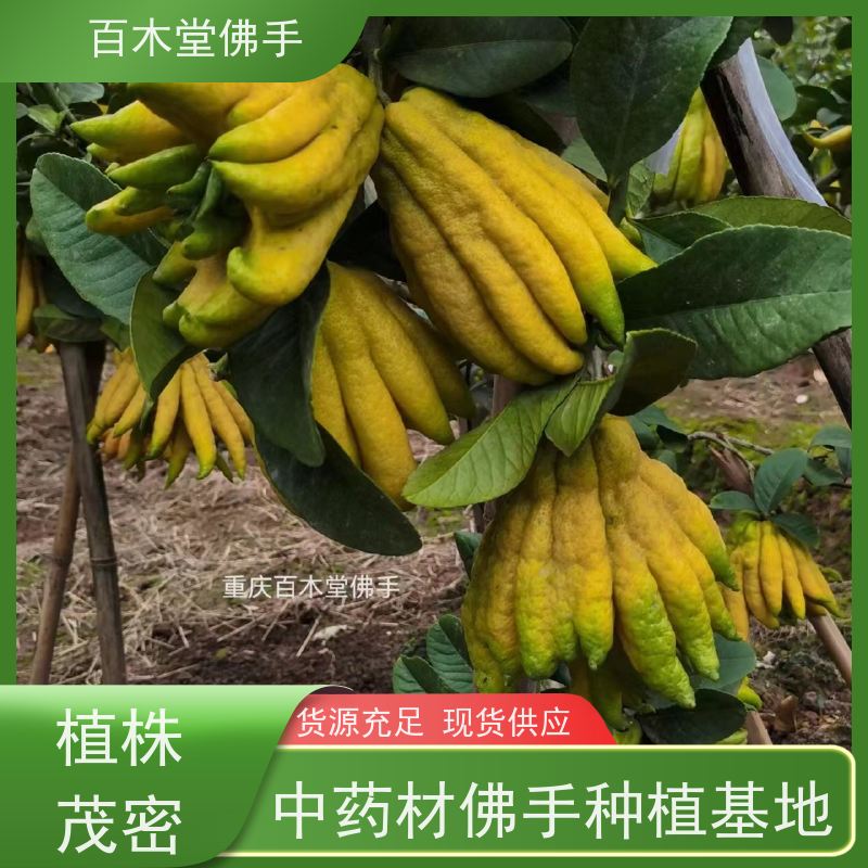 百木堂 良种佛手苗种植 树形丰富 成活率高 用于室内外盆景