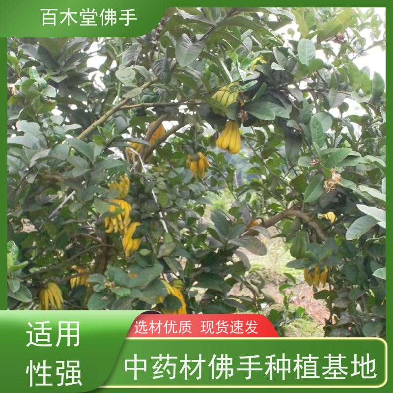 百木堂 广佛手苗种植技术 树形丰富 成活率高 园林景区栽植