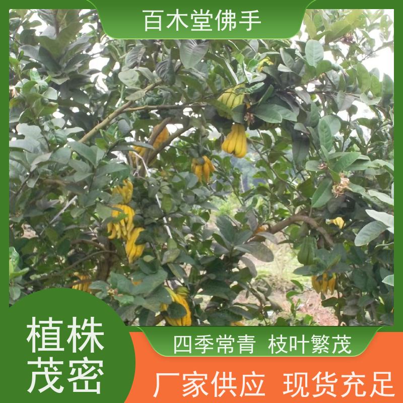 百木堂 广佛手苗批发 观赏植物 附加值高 道路绿化行道苗