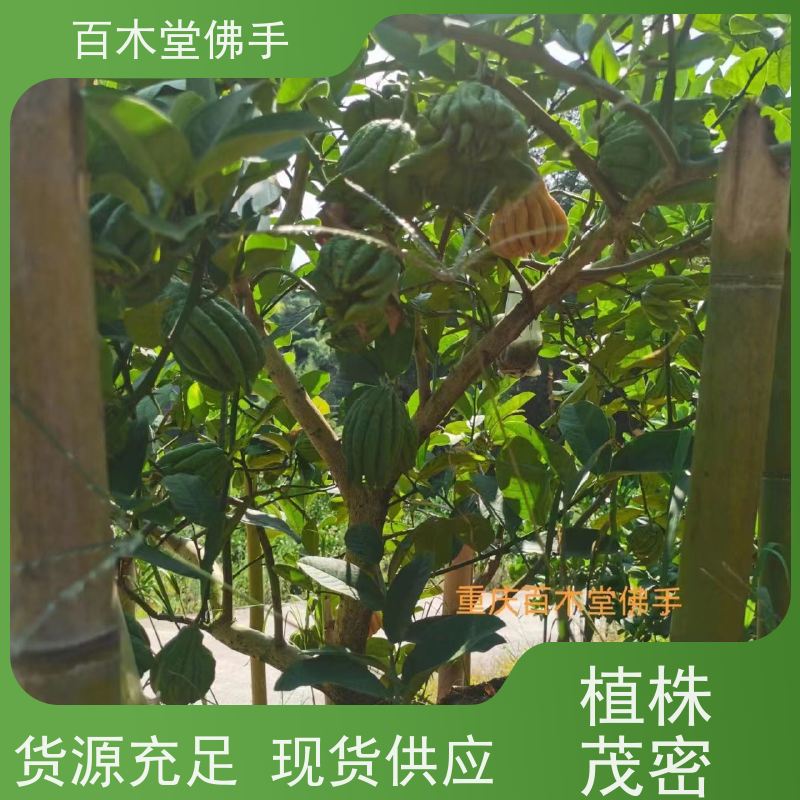 百木堂 广佛手苗批发 树形丰富 成活率高 城市景观绿化树