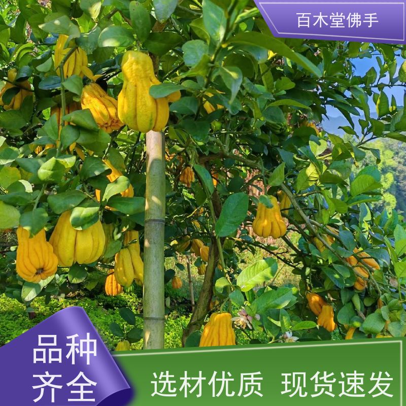 百木堂 川佛手苗种植技术 产量高 造型优美 易成活 用于室内外盆景