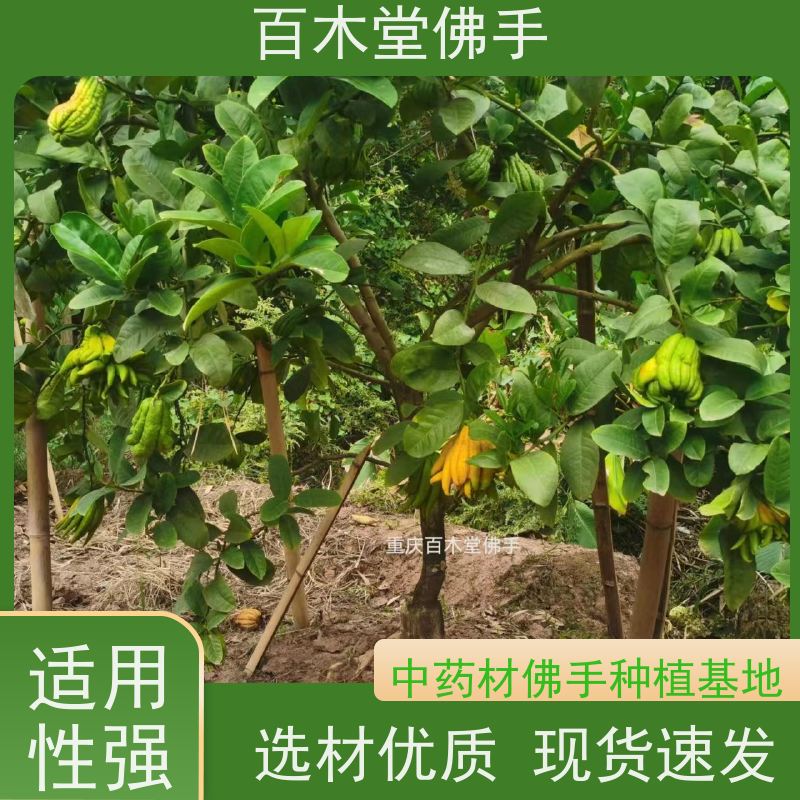 百木堂 金佛手苗种植技术 观赏植物 附加值高 道路绿化行道苗